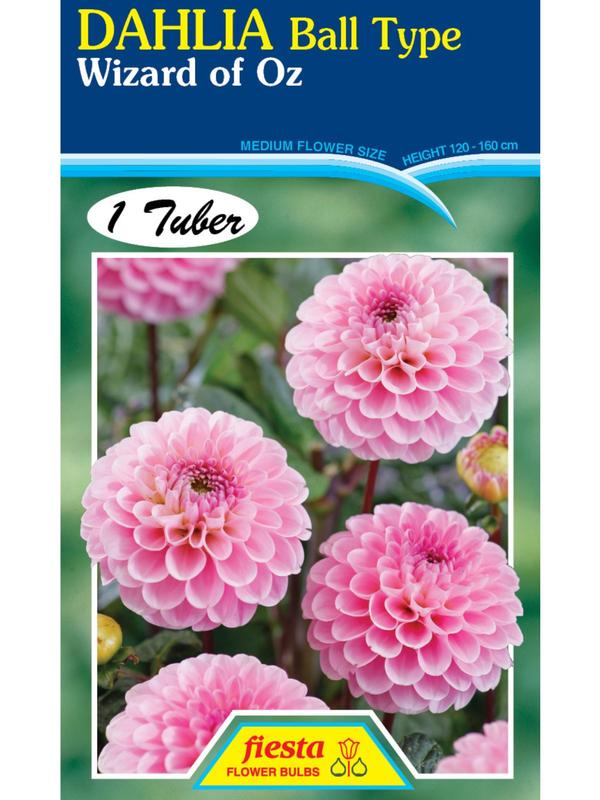 Dahlia Wizard of Oz