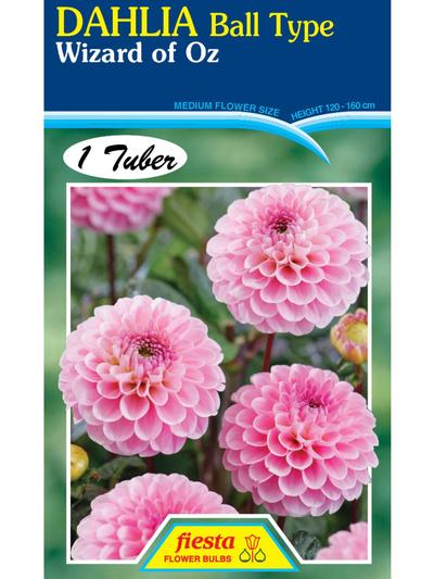 Dahlia Wizard of Oz