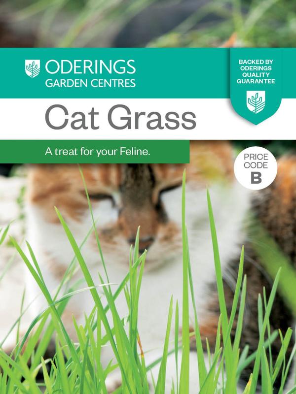 Cat Grass