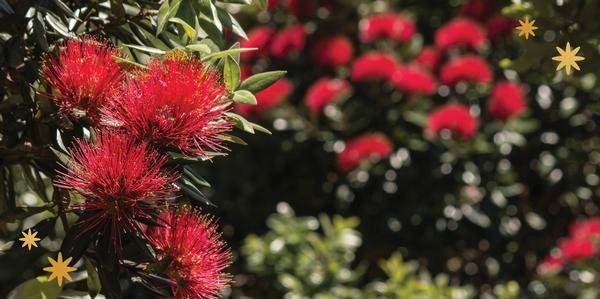 Christmas Gift Ideas, Colourful Christmas