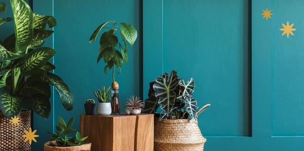 Xmas, Gift, Ideas Houseplant Enthusiast