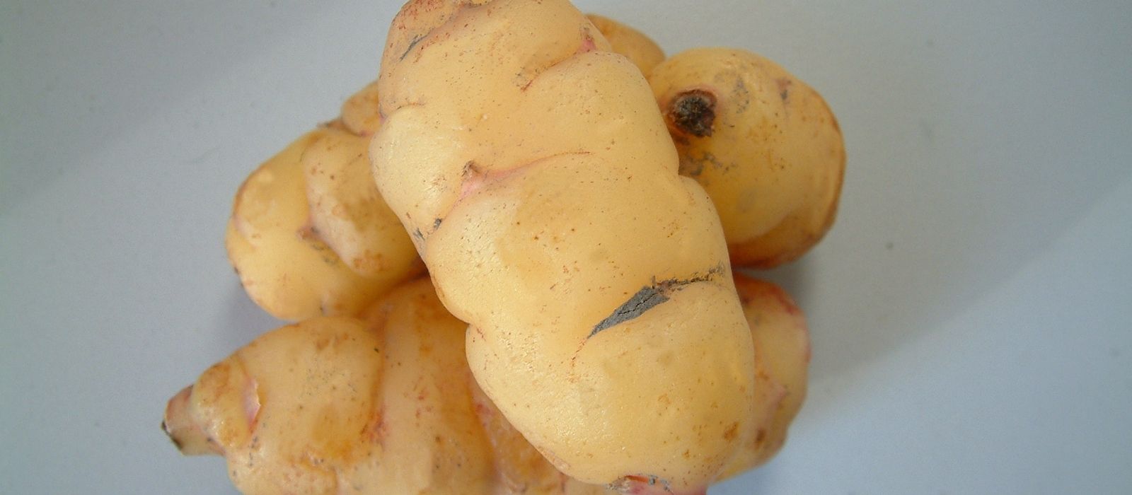 Growing Yams Growing Yams
