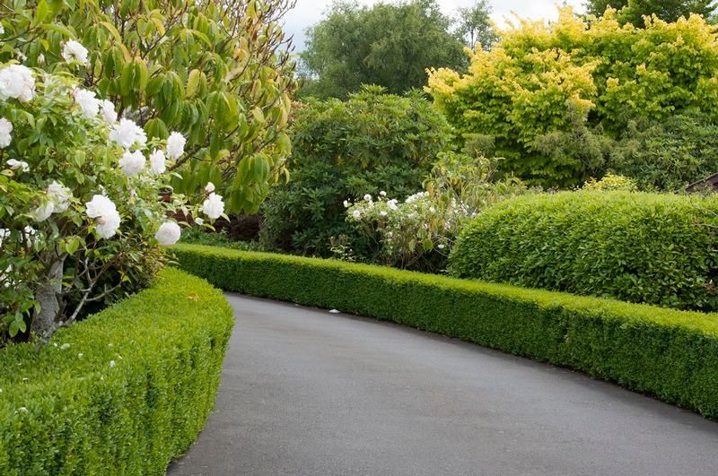 Healthy Hedges