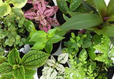 Mini Foliage, indoor, houseplants, baby houseplants