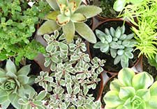 Mini Succulents 8cm, indoor, houseplants, baby succulents