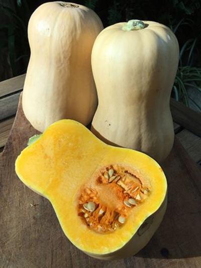 Mr Fothergills Pumpkin Butternut
