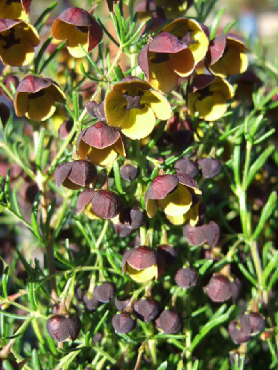 Boronia Brown 14cm