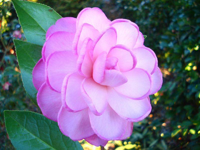 Camellias, Rhodos