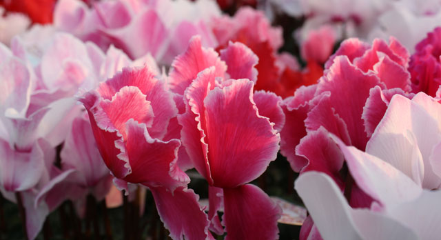 Cyclamen