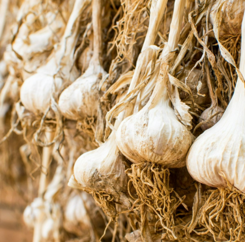 how to grow, best garlic