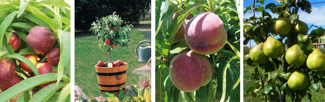 fruit trees, dwarf deciduous fruit trees