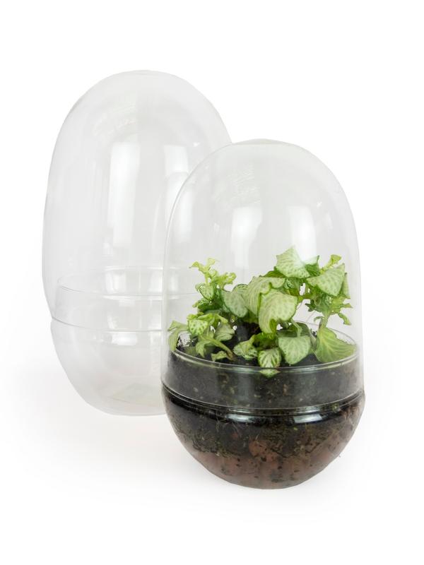 Oderings Garden Centres Terrarium Egg shape 16.5cm