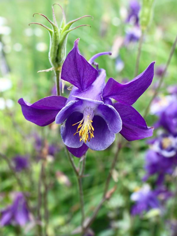 Aquilegia Purple and Blue
