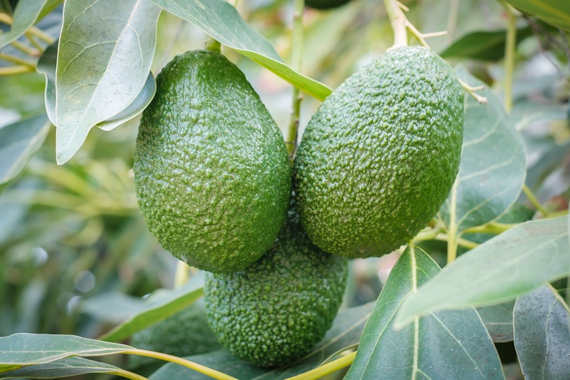 Gardening, Guide, Avocado