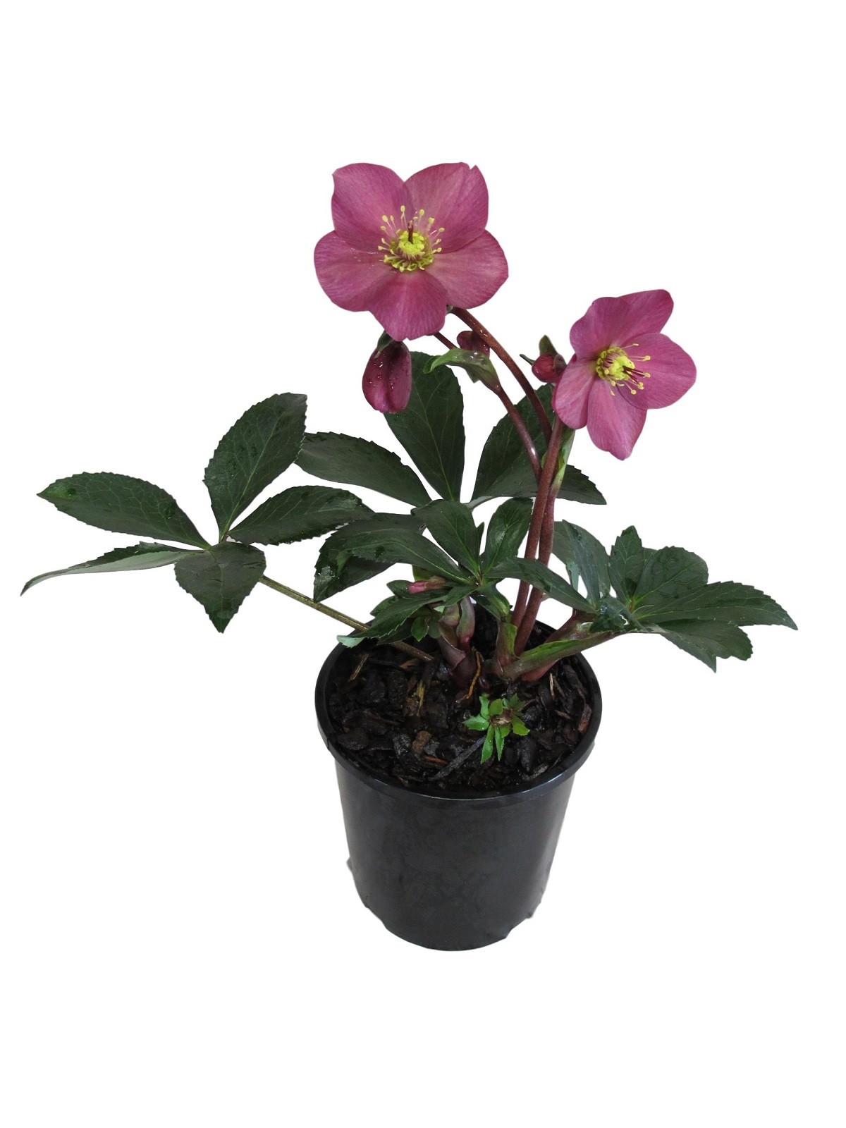 Oderings Garden Centre | Shrub - Helleborus Ice N Roses Rose 2.4L