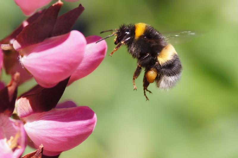 bee friendly, gardens, Bumble, Bees 
