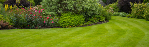 lawn renovation, Rejuvenate Your Lawn