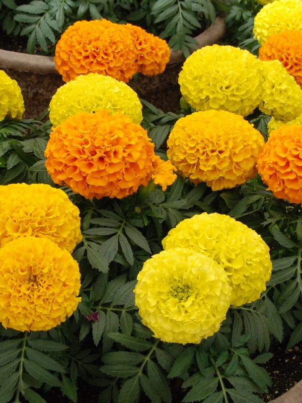 Marigold Tom Thumb Mixed