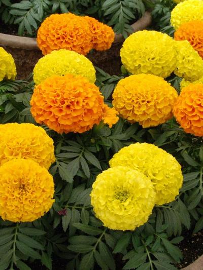 Marigold Tom Thumb Mixed