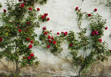 roses, climbing, old fashioned, new seasons