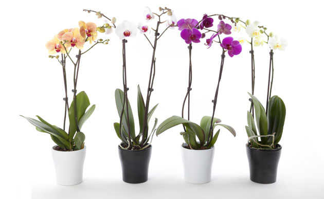 caring for your phalaenopsis, orchid