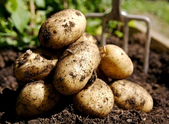 Potatoes, Frequently Asked Questions
