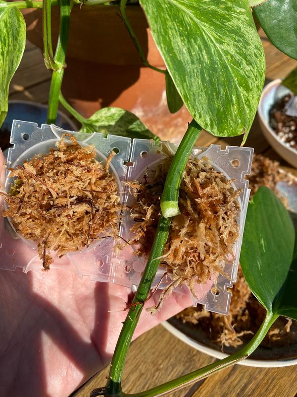 Oderings Garden Centres Houseplant Houseplant Propagation Balls