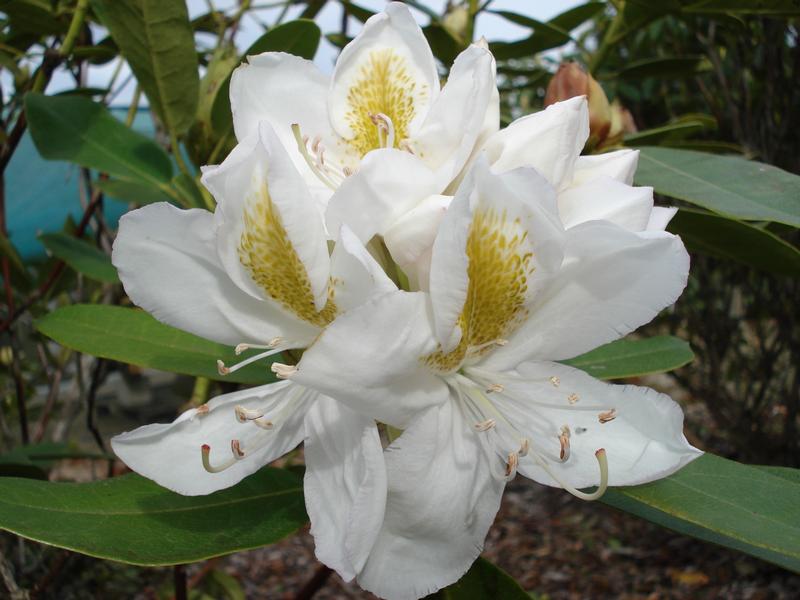 Camellias, Rhodos