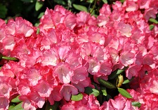 Rhododendron bushes, Rhododendrons, flowering shrubs