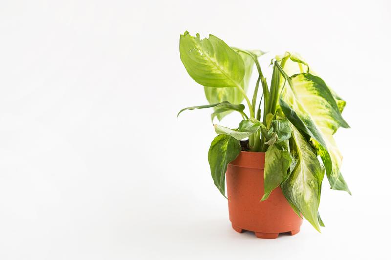 Winter Houseplant Care, indoor plant care, root rot