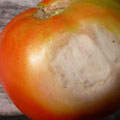Tomato Dr, best results, 