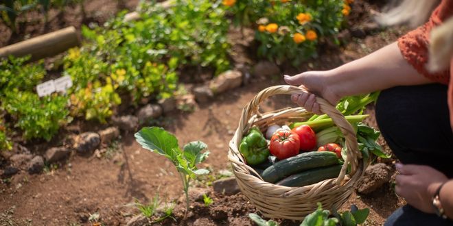 Gardening Guide, veggie garden tips, diy veggie garden