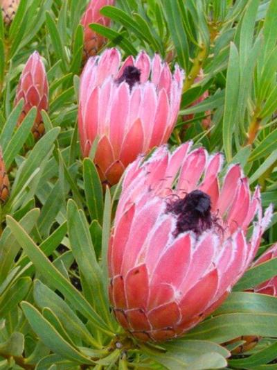 Protea Burgundy Nipple