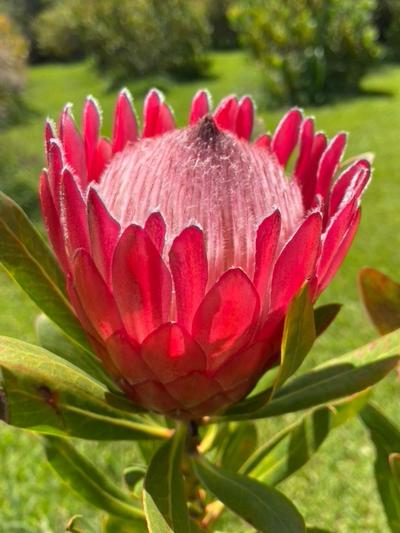 Protea Red Ice