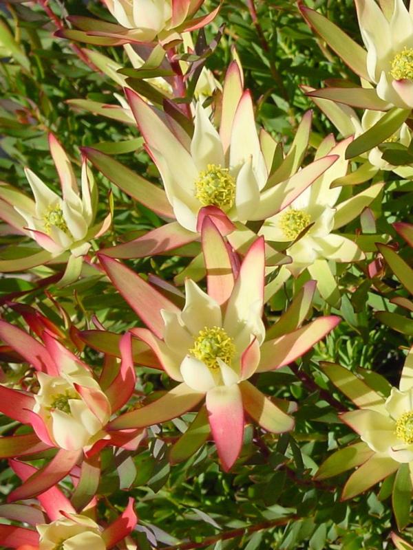 Leucadendron Amy 1.5L