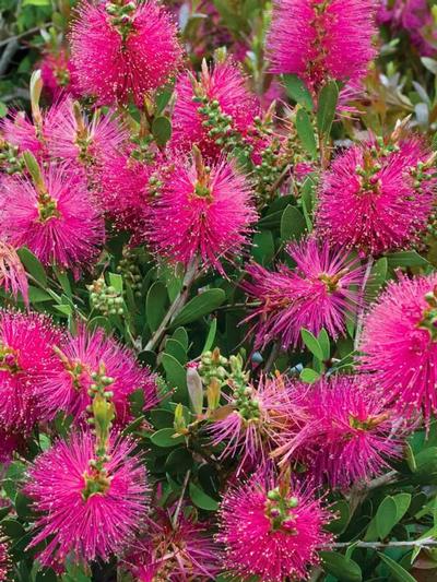 Callistemon Hot Pink 